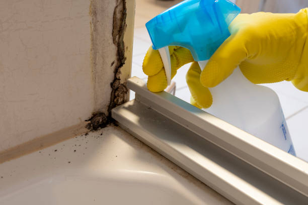 Best Certified Mold Removal  in Kirtland, OH